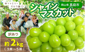 【訳あり】2026年予約！ 岡山県産シャインマスカット 林ファミリーのシャインマスカット 約2kg（約3～5房） / ぶどう ブドウ 葡萄 岡山 真庭市 果物 フルーツ 新鮮 人気 数量限定 家庭用 お試し たっぷり ぶどう専門 【hfbd022-02】