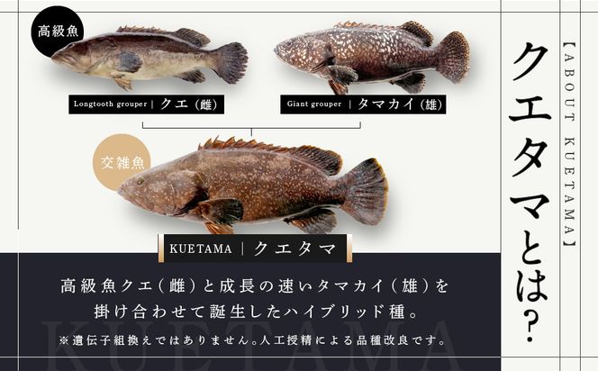 近大クエタマ鍋セット1kg（2027年2月上旬～2月中旬発送） 304018_A024