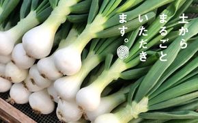 葉玉ねぎ 2.5kg【発送時期：2026年1月～3月頃】 淡路島産