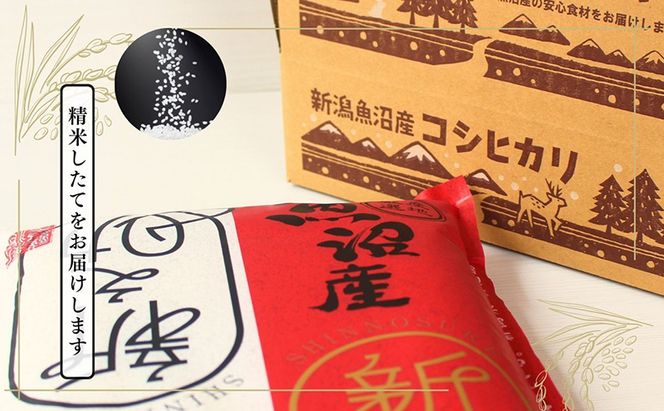 米 定期便 12ヶ月 新之助 5kg 精米 白米 お米 新潟米新之助  新潟米 新潟 十日町市 定期 12回