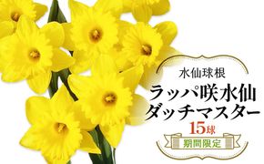 【ふるさと納税】【期間限定】ラッパ咲水仙 ダッチマスター 15球 水仙球根スイセン 花 フラワー 園芸 ガーデニング 植物 送料無料