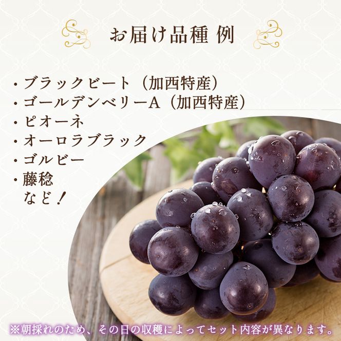 8月限定｜採れたて旬のぶどう 食べ比べ 約4kg（5～6房）セット 詰合せ 産地直送 フルーツ  兵庫県 加西市