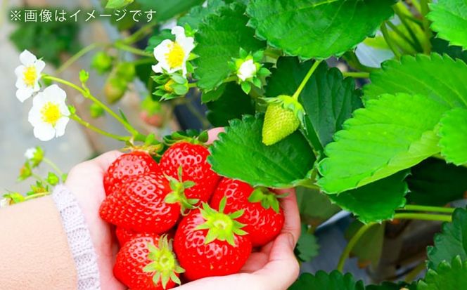 【化粧箱】あまおう いちご 600g以上 糸島市 / 株式会社フルコンス[ALO001]