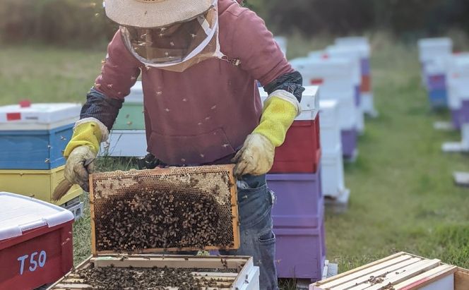 合計2400g 天然蜂蜜 国産蜂蜜 非加熱 生はちみつ 岐阜県 美濃市産 味比べ 蜂蜜600g入りガラス瓶 4本セットC4 深田養蜂のハチミツ
