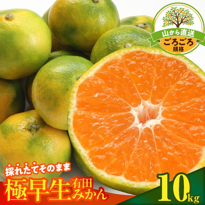 【2026年先行予約】みかん 極早生 山から直送 箱込 10kg ( 内容量 9.2kg ) 採れたてそのままごろごろ規格 有田みかん 和歌山県産_MK1078