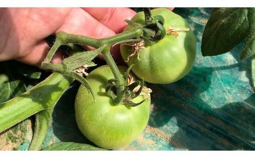 箱守果樹園 直送！ 「 王様トマト 」 1箱 4kg 野菜 トマト とまと [DE002ci]