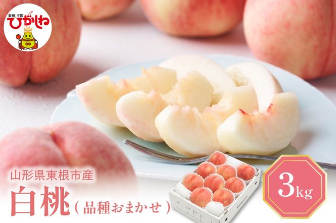 【2026年産 先行予約】 白桃 (品種おまかせ) 3kg 秀品 化粧箱入り 東根農産センター提供 山形県 東根市 hi027-258