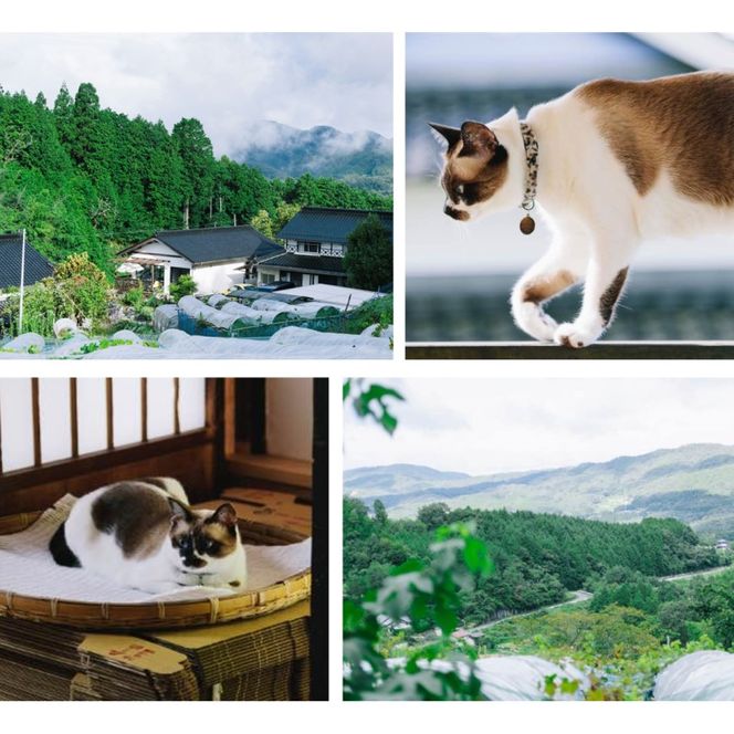 2026年 早期受付 ぶどう ギフトお徳用 シャインマスカット 2kg以上(3～5房) 数量限定 岡山県 高梁市産