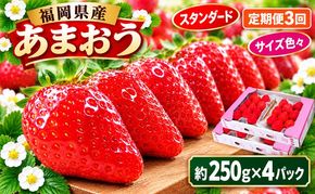 定期便 3回 いちご 発送時期 2027年2月～4月 うるう農園のあまおう スタンダード4パック 約1kg 配送不可 離島 果物類 フルーツ 安心 安全 美味しい 食べやすい 