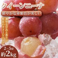 【贈答に最適】鮮やかな赤紫色が美しい熊本県産クイーンニーナ 2～5房(約2kg) 1箱 クイーンニーナ ぶどう フルーツ 高級 大粒 甘い 濃厚 ギフト 贈答用 家庭用 お取り寄せ 熊本県