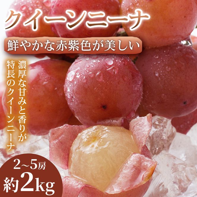 【贈答に最適】鮮やかな赤紫色が美しい熊本県産クイーンニーナ 2～5房(約2kg) 1箱 クイーンニーナ ぶどう フルーツ 高級 大粒 甘い 濃厚 ギフト 贈答用 家庭用 お取り寄せ 熊本県