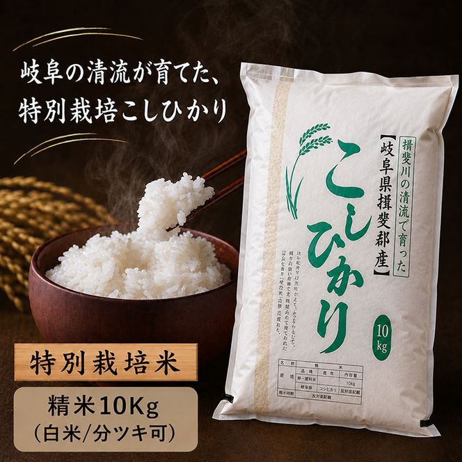 【令和7年産】特別栽培米 10kg【白米、7分ツキ】（コシヒカリ）