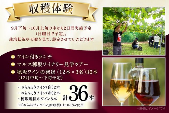 ワイン 収穫体験＆ワインセット 12本×3名 計36本 3名様 参加券 ワイナリー [本坊酒造マルス穂坂ワイナリー 山梨県 韮崎市 20745173]