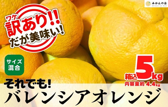 訳あり バレンシアオレンジ  国産 箱込 5kg (内容量 4.4kg ) サイズミックス 和歌山県産 産地直送 みかんの会 AX411