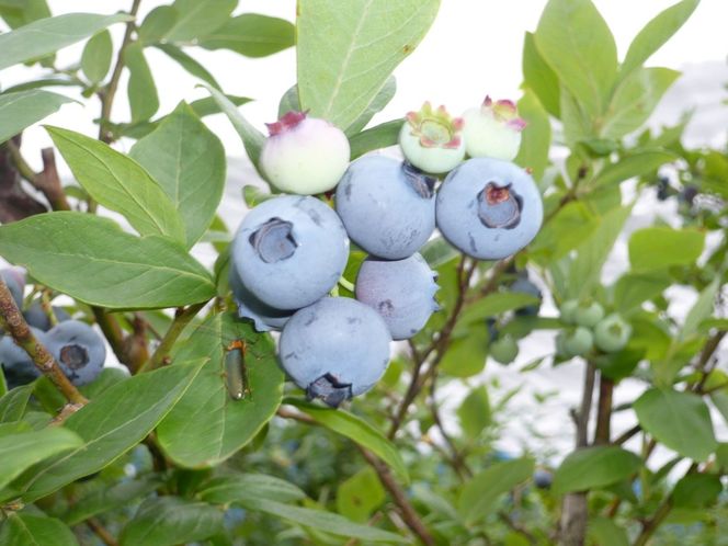 ＜2026年発送先行予約＞＜生産者直送＞新鮮朝取り　生ブルーベリー 1.5kg