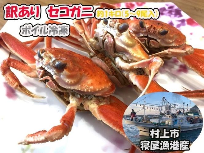 【数量・期間限定】【訳あり】新潟県村上市寝屋漁港産　セコガニ 約1kg（5～9尾入）C4088
