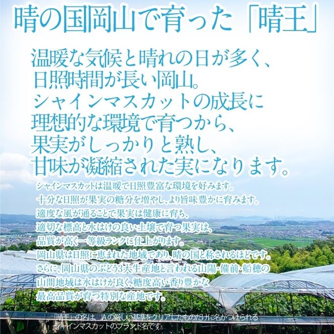 2026年 先行予約受付中 シャインマスカット晴王 2房 約1.1kg 岡山県産 種無し 皮ごと食べる みずみずしい 甘い フレッシュ 瀬戸内 晴れの国 おかやま 果物大国 ハレノフルーツ [№5735-2157]