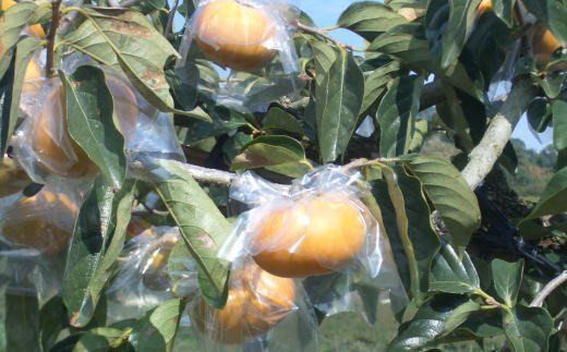 【希少】紀の川柿約1.8～2kg（種無し）秀選品　【tec405B】