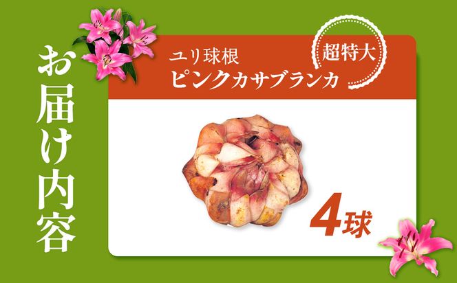 【期間限定】ユリ球根　超特大球ピンクカサブランカ4球　桃花品種 花 フラワー 園芸 ガーデニング 植物 高品質 送料無料