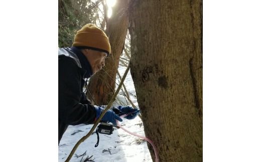 メープルサップ「かえでの宝石」500ml×2本セット　1093001　