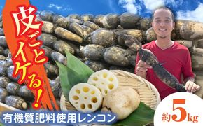 【先行予約】土付き鍬掘り レンコン（愛知県愛西市産）5kg れんこん 蓮根 産地直送 愛西市/株式会社山三レンコン [AEBK002]