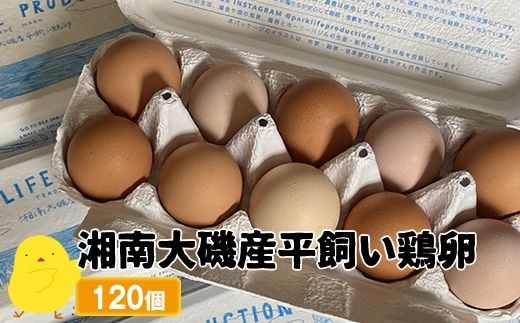 159-2043-02 湘南大磯産平飼い鶏卵 120個＜2024年12月1日出荷開始～2025年6月30日出荷終了＞【 たまご 神奈川県 大磯町 】