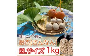 桃山ぶどう園の『ぎんなん(殻付き)』2Lサイズ　約1kg　※北海道・沖縄・離島への配送不可　※2025年11月上旬頃より順次発送予定