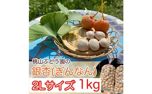 【早期予約】桃山ぶどう園の『ぎんなん(殻付き)』2Lサイズ　約1kg　※北海道・沖縄・離島への配送不可　※2024年11月上旬頃より順次発送予定