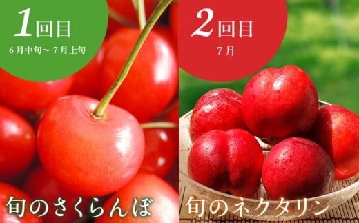 ［年10回定期便］ 信州の人気フルーツ定期便 年10回コース ［小布施屋］ 定期便 頒布会 フルーツ 果物 信州 令和7年産 【2025年6月中旬～2026年2月発送】［E-9］