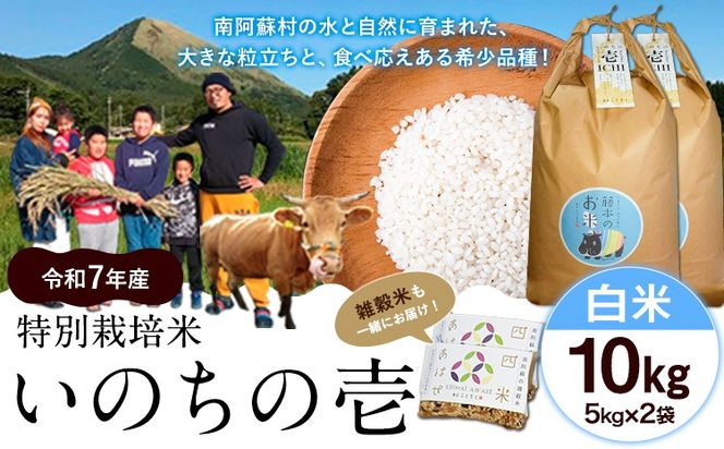 令和7年産 特別栽培米 いのちの壱(白米) 10kg(5kg×2袋) 雑穀米付き《60日以内に出荷予定(土日祝除く)》 熊本県 南阿蘇村 熊本県産 虹色のかば 白米 雑穀米---sms_inci6_60d_r7_33500_h10kg2---