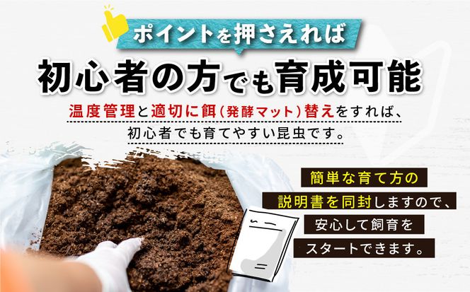 【先行予約】ヘラクレスオオカブト3令幼虫ペア ※育て方の説明書付き※配送不可地域あり【2026年9月から順次発送】 304018_CW003