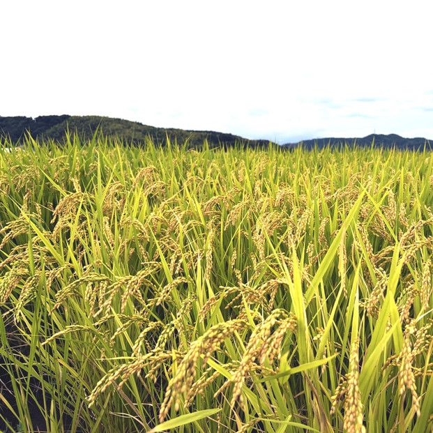 1108.令和7年産　こしひかり玄米　5kg 313726_CH003