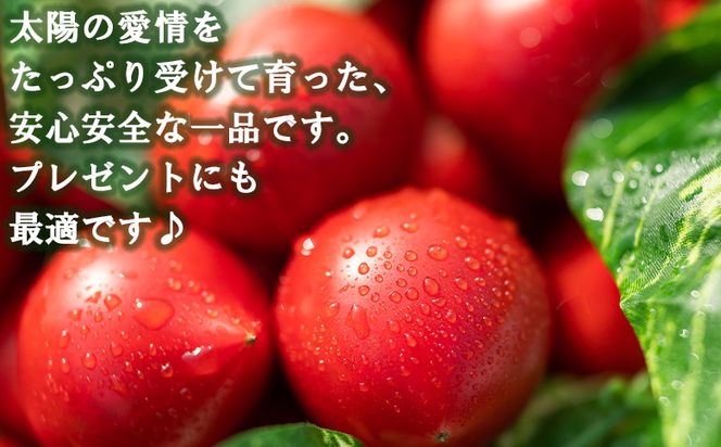 野菜ジュース 野菜ソムリエが育てた うしの惠フルーツトマト500ｇ＋トマトジュース4本 -  野菜 とまと 産地直送 料理 アレンジ サラダ 鍋 サンドイッチ 完熟 リコピン 甘い mj-0026