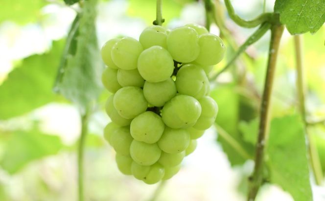 ぶどう 【2026年 早期受付】 ぶどうセット  桃太郎ぶどう 1房・ シャインマスカット 晴王 1房（合計約1kg） ブドウ 葡萄 岡山県産 国産 フルーツ 果物 ギフト