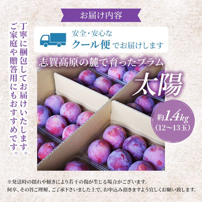【2026年発送】志賀高原の麓で育った プラム 太陽 約1.4kg(12～13玉) お届け日時指定不可 すもも フルーツ 果物 長野