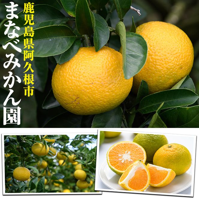 ＜先行予約受付中！2027年3月中旬以降順次発送予定＞まなべみかん園の河内晩柑(約20kg) 国産 鹿児島県産 阿久根市産 柑橘類 果物 フルーツ 期間限定 数量限定 デザート 贈答用 ギフト 【有限会社まなべみかん園】akn034-20