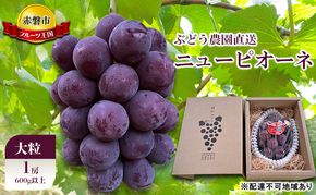 ぶどう 2026年 先行予約 ぶどう農園直送 朝採れ ニューピオーネ 大粒 1房(600g以上) ブドウ 葡萄 岡山県 赤磐市産 フルーツ 果物 ギフト