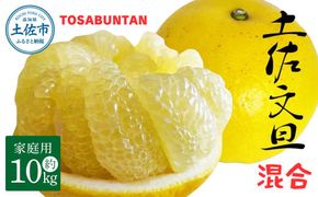 ＜2026年3月より順次発送＞土佐文旦 家庭用 10kg 17～24玉入り L～3Lサイズ混合 先行予約 文旦 ぶんたん ブンタン 柑橘 フルーツ デザート 果物  土佐 高知 土佐市