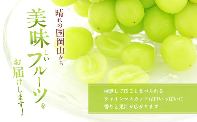 ぶどう 2026年 先行予約 ご家庭用 シャインマスカット 2～3房 約1.2kg ブドウ 葡萄  岡山県産 国産 フルーツ 果物 直送！せとうちバスケット 種なし 大粒 産地直送 デザート 