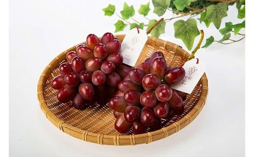 島根県オリジナル品種　神紅1房（500ｇ見当） 甘い 美味しい 新鮮  ぶどう フルーツ 果物 出雲市産 322032_CG003