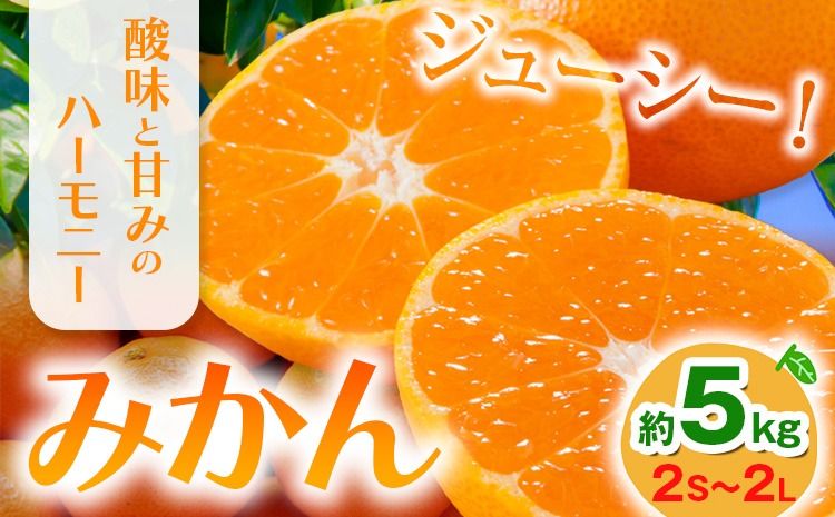 みかん 約5kg (2S-2Lサイズ) 金峰柑橘組合株式会社 ミカン 柑橘 フルーツ 旬 熊本県 玉名郡 玉東町 [10月中旬-1月中旬頃出荷]贈り物 果物 くだもの---gkt_knp_7_5k---