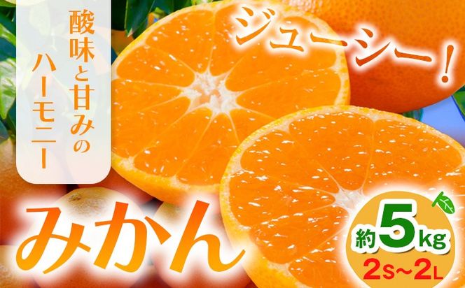 みかん 約5kg (2S-2Lサイズ) 金峰柑橘組合株式会社 ミカン 柑橘 フルーツ 旬 熊本県 玉名郡 玉東町 《10月中旬-1月中旬頃出荷》贈り物 果物 くだもの---gkt_knp_7_5k---