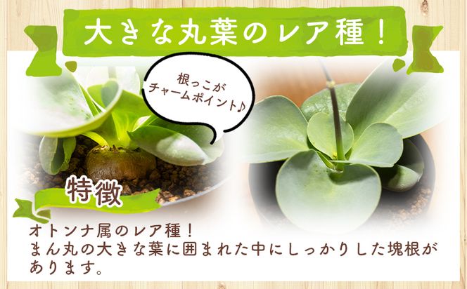 塊根植物 パベルカエ オトンナ -  植物 オトンナ属 レア レア種 インテリア ナチュラル 自然 グリーン 観葉植物 おしゃれ 癒し かわいい 多肉植物 塊根植物 サキュレントフィールドSucculent field 高知県 香南市 常温 cc-0008
