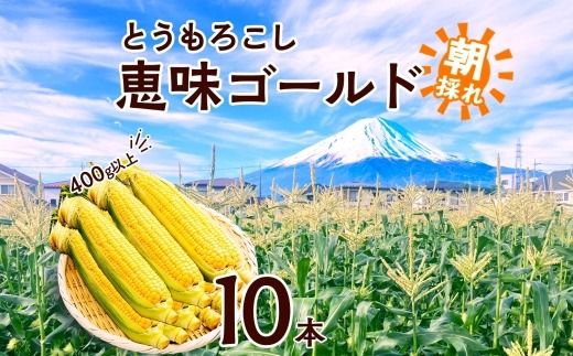 ＜2026年発送先行予約＞とうもろこし 恵味 ゴールド 400g以上 × 10本 高糖度 トウモロコシ スイートコーン 玉蜀黍 イエローコーン 黄 夏野菜 甘い ジューシー 野菜 おやつ 旬 産地直送 送料無料 湖南野菜出荷組合 山梨県 富士河口湖町 FEM003
