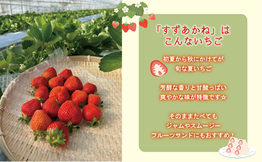 ＜すずあかね 2パックセット＞ 北海道 道産 夏いちご すずあかね