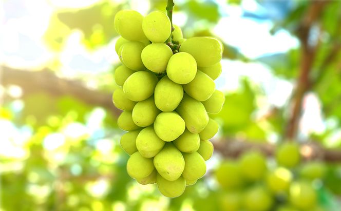 【限定200個】【2026年先行予約】 ぶどう 岡山県産 超希少品種 ほほえみ 1房(約650g) 《2026年8月下旬-9月中旬頃出荷》 葡萄 ブドウ フルーツ 果物 スイーツ 数量限定 期間限定 岡山 里庄町