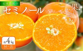 石本農園 の セミノール Ｍ～2Lいずれか 約4kg【2026年3月下旬から4月上旬までに順次発送】/ 柑橘 セミノール 紀宝町【mis021】