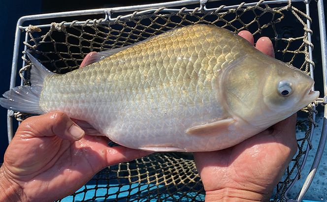 佐屋川　へらぶな釣り半年間釣券 体験チケット 体験型 フィッシング 釣り体験 アクティビティ お出かけ レジャー 