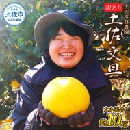 土佐水谷農園の露地土佐文旦 家庭用10キロ  大小混合（L - 上限なし：16玉前後） 訳あり