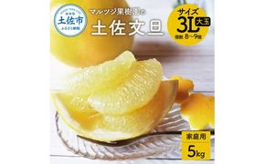 文旦 約5kg 家庭用 大玉 土佐文旦 高知 ぶんたん ブンタン 期間限定 数量限定 3Lサイズ 8～9個 果物 柑橘 フルーツ 高知県産 家庭用 ご自宅用 傷 美味しい